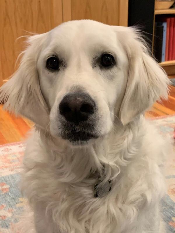 /Images/uploads/Mid County Chamber of Commerce/pet-mayor-2022/entries/24680thumb.jpg